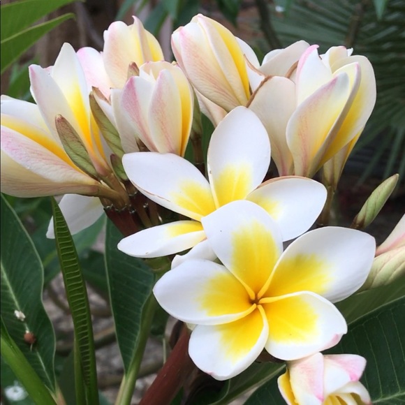 Meet your Posher, Michelle - Picture 2 of 7